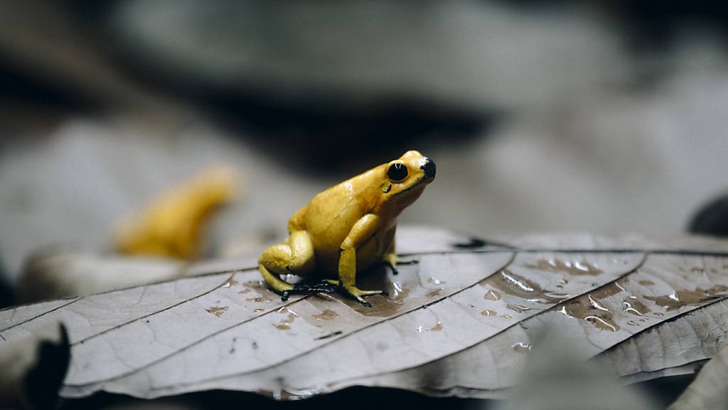 Den Goldenen Pfeilgiftfrosch Phyllobates terribilis haben im vergangenen Jahr 1,27 Millionen Besucherinnen und Besucher im Zoo Zürich sehen können.