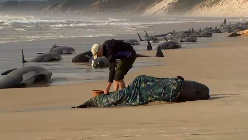 Nur noch 35 Wale leben nach Massenstrandung in Tasmanien - Rettungsaktion läuft