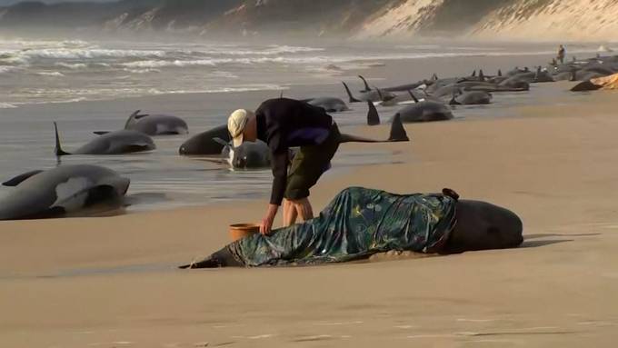 Nur noch 35 Wale leben nach Massenstrandung in Tasmanien
