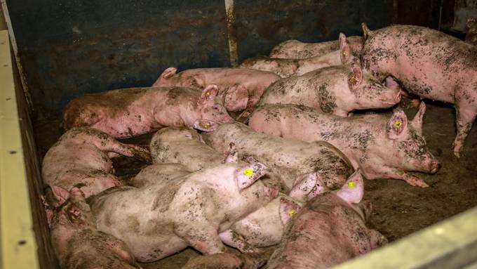 Unhaltbare Zustände in Luzerner Schweinestall