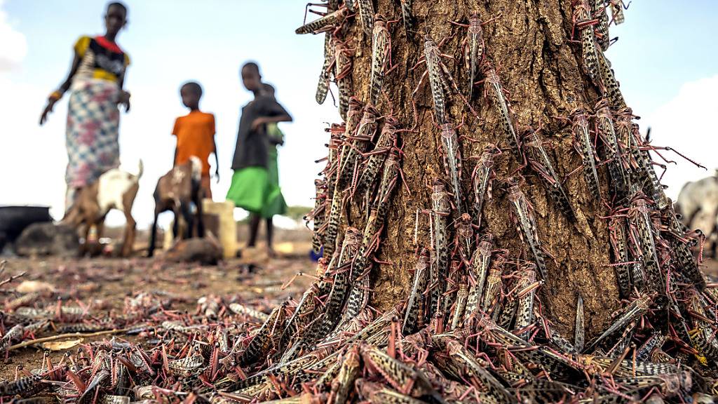 In Ostafrika gibt es Erfolge gegen die Heuschreckenplage: Hunderte der Tiere an einem Baumstamm Ende März  in Kenia.