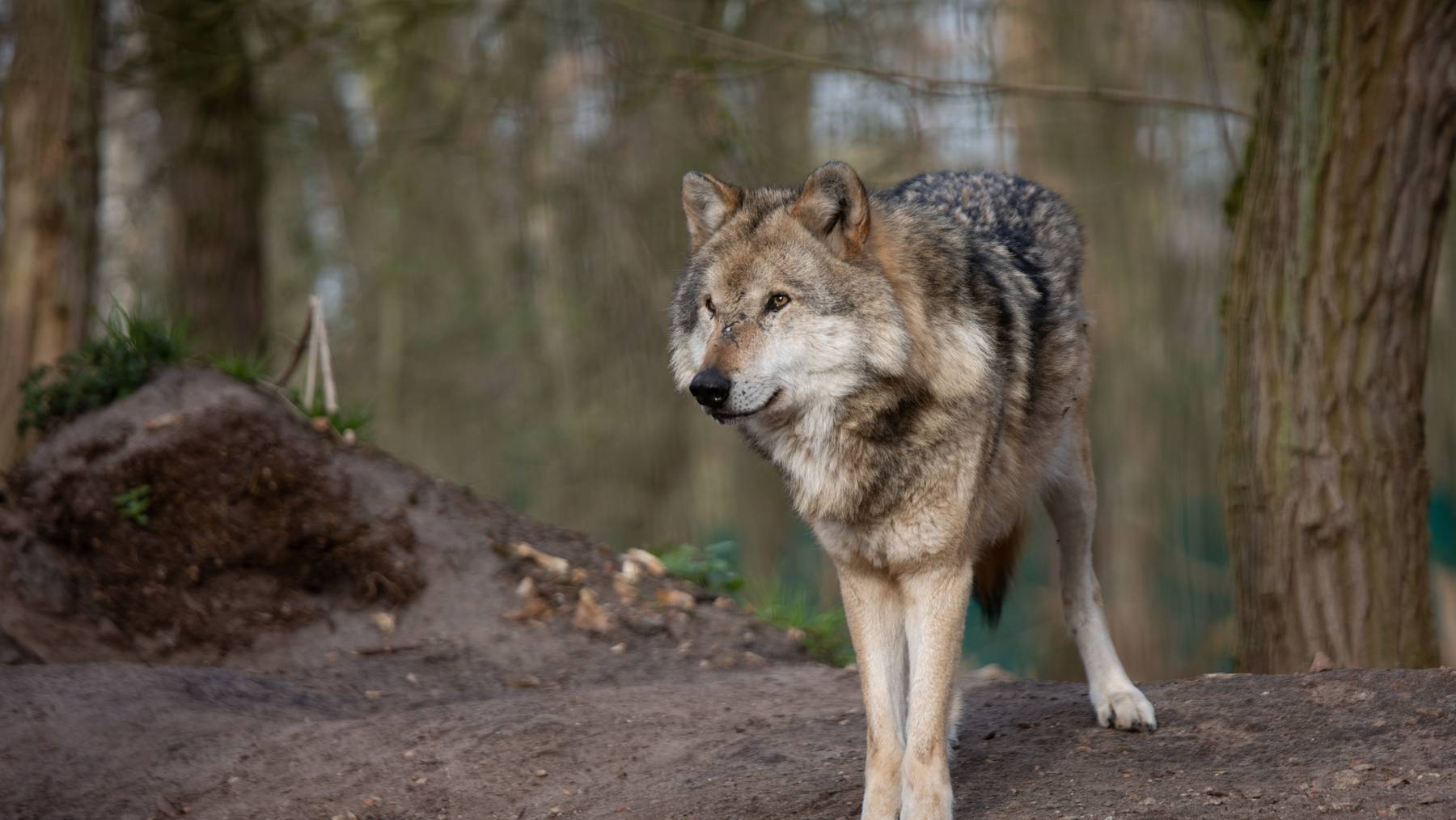 Wolf in Deutschland Wald