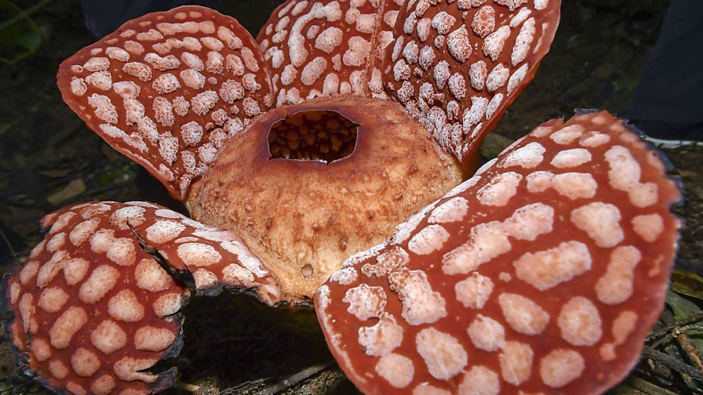Faszination Rafflesie: Stinkende Rekordblume aus dem Dschungel