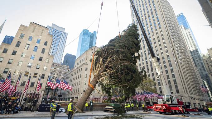 New York: Der Weihnachtsbaum am Rockefeller Center steht