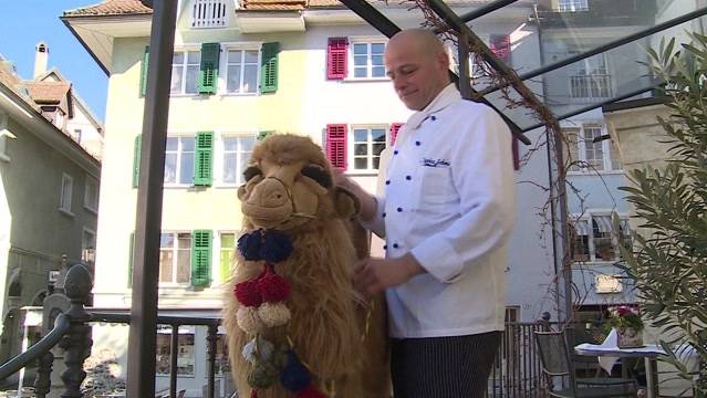 Plüsch-Kamel Klaus ist zurück!