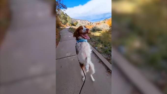 Nach Unfall: Hund läuft auf zwei Beinen durch die Welt