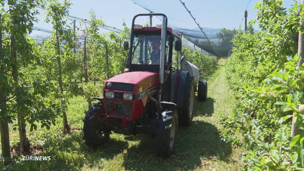 Trockene Felder: Bauern zapfen den Zürichsee an
