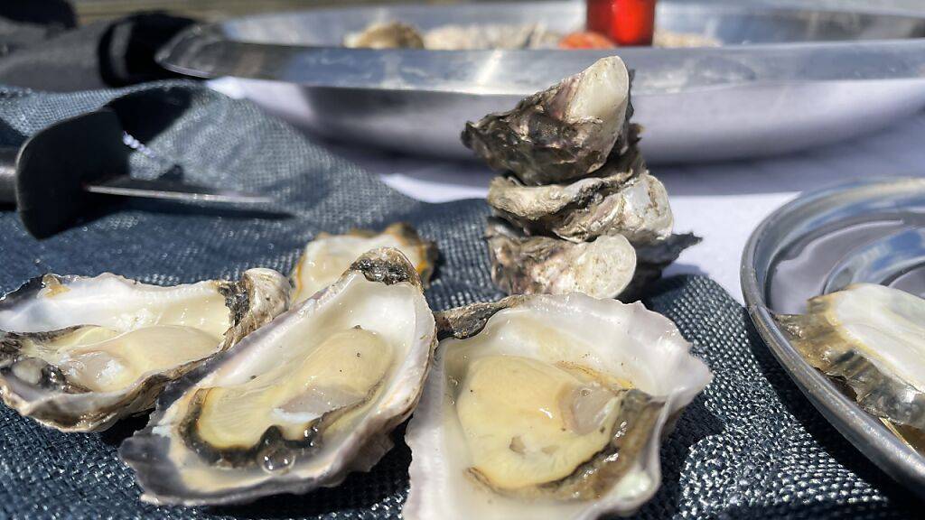 PRODUKTION - Frische Sydney Rock Oysters liegen auf einem Tisch während einer Tour zu einer Austernfarm. Austernzüchterin S. Beaumont bietet mit ihrer «Sydney Oyster Farm Tour» einen Austernlunch im Wasser an. - Köstlich oder schleimig? An Austern scheiden sich die Geister. Doch die Meeresfrüchte sind wahre Umwelt-Helden. Zu Besuch auf einer australischen Austernfarm. Foto: Michelle Ostwald/dpa