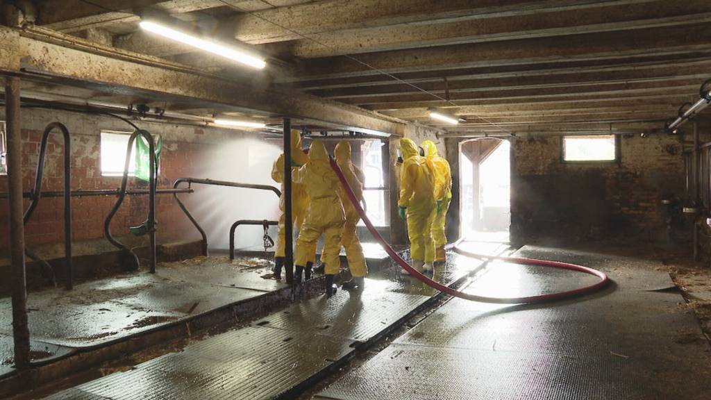 Kanton Bern übt Ernstfall: Maul- und Klauenseuche im Fokus