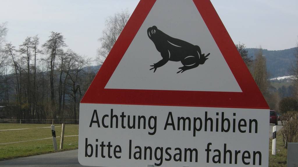 Amphibien-Laichzug im Dättwiler Weiher – Baden trifft Vorbereitungen