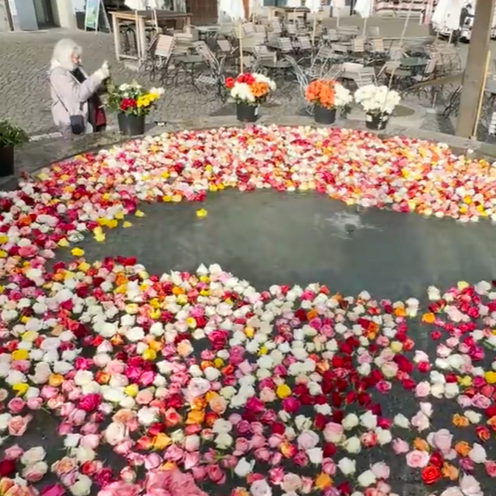 4500 Rosen schwimmen im Brunnen auf dem Zürcher Münsterhof
