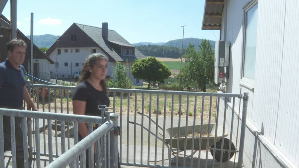 Wegen massivem Überschuss sinkt Preis für Schweinefleisch