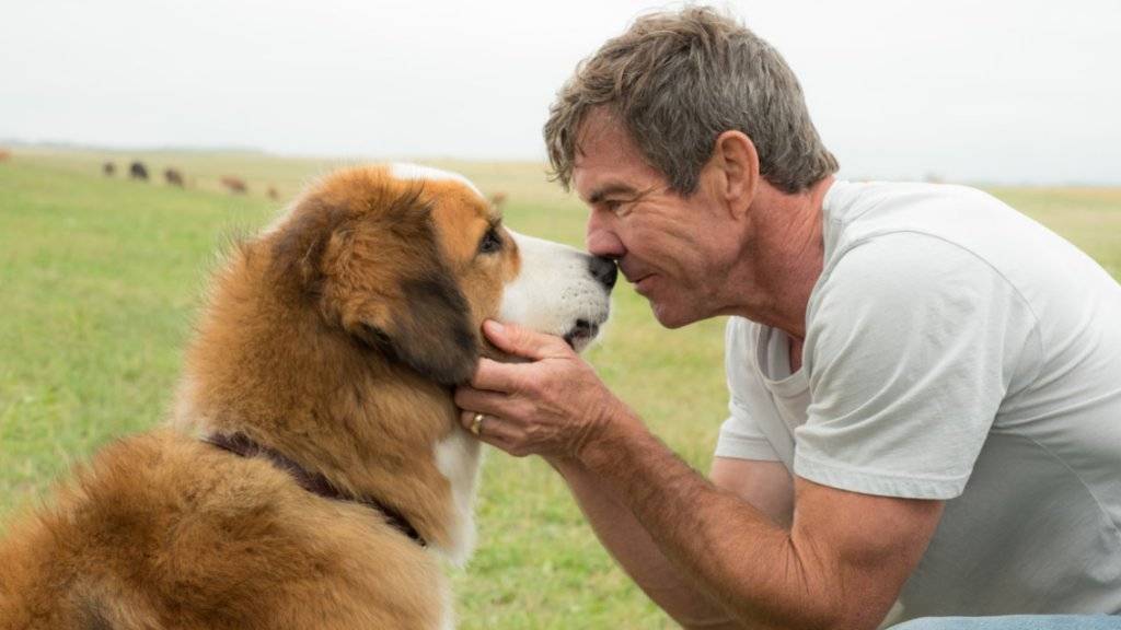 Dennis Quaid mit dem Hund, der bei den Dreharbeiten zu «A Dog's Purpose» fast ertrunken sein soll. (Handout)