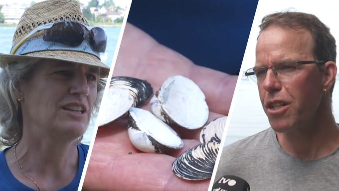 «Es ist ein riesiges Problem»: Muscheln sorgen für Ärger im Bodensee