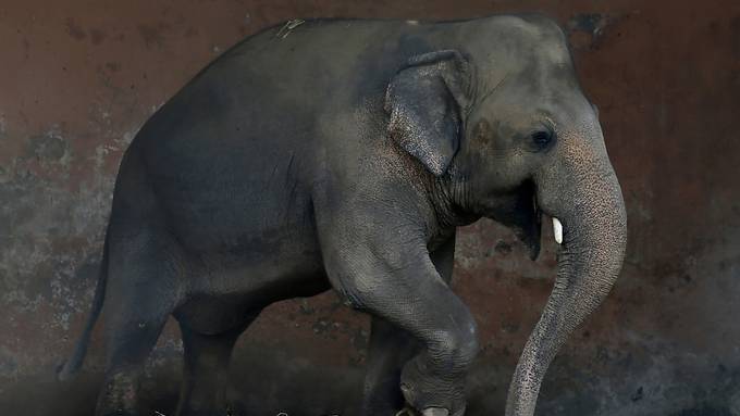 Pakistan will berühmten Elefanten Kaavan in Schutzgebiet bringen