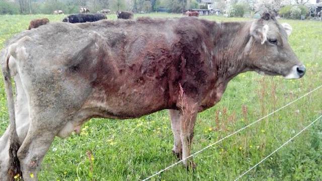 Boninger Bauer wegen Tierquälerei angeklagt