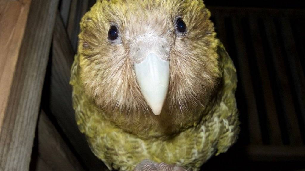 Für einmal ist der Klimawandel auch für etwas gut: Dank der Wärme ist bei den vom Aussterben bedrohten Kakapo-Papageien der Baby-Boom ausgebrochen. (Foto New Zealand Department of Conservation)