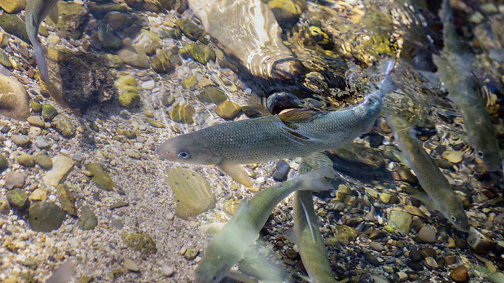 Äschen gehören auch im Lithkanal zur Beute der Kormorane. (Symbolbild)