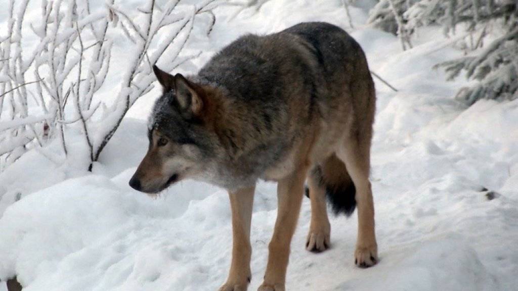 Während eines Monats werden die Wölfe in Finnland gejagt. (Archiv)