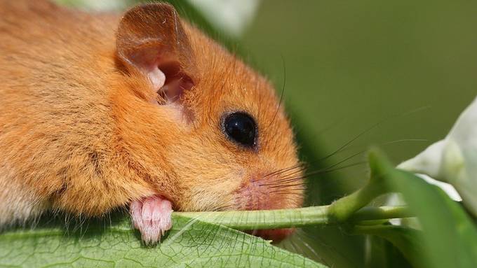 Diese Tiere bereiten sich auf den Winterschlaf vor