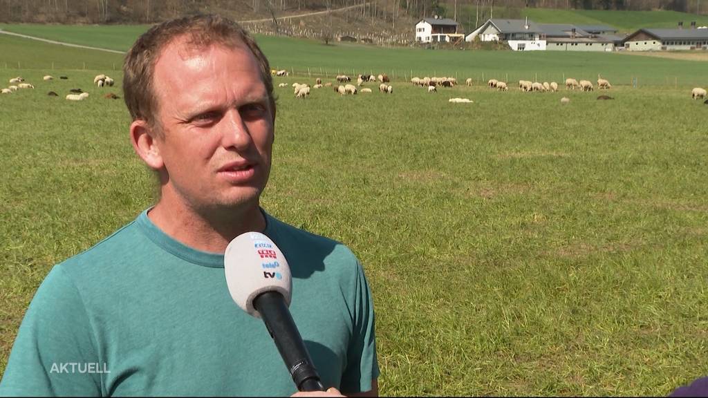Aargauer verliert 25 Schafe wegen Wolf