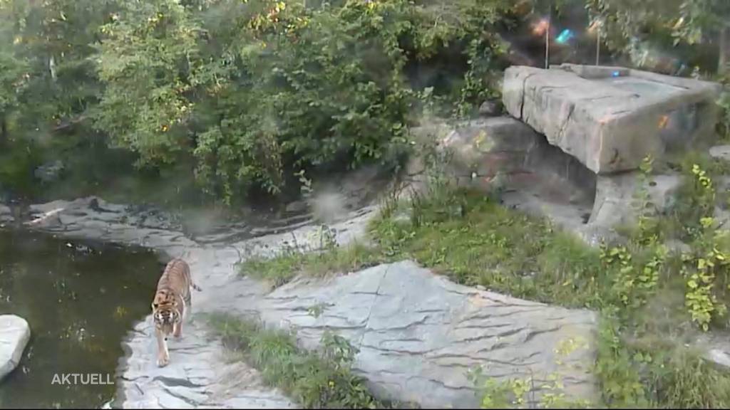 Tierpflegerin im Zoo Zürich stirbt nach Tigerattacke