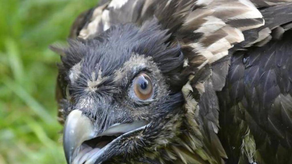 Das jüngst in Obwalden ausgewilderte Bartgeierweibchen, ist tot. Kurz nach seinem Erstflug wurde der Jungvogel in der Nacht auf Samstag von einer Böe erfasst. Daraufhin stürzte er vermutlich in die Tiefe.