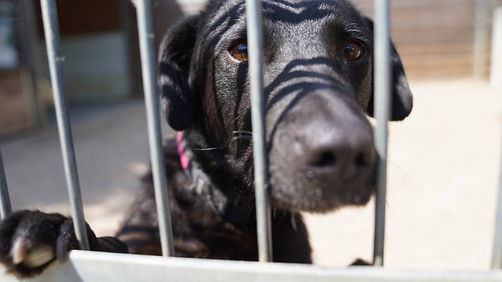 Corona-Haustiere werden in Tierheime abgeschoben