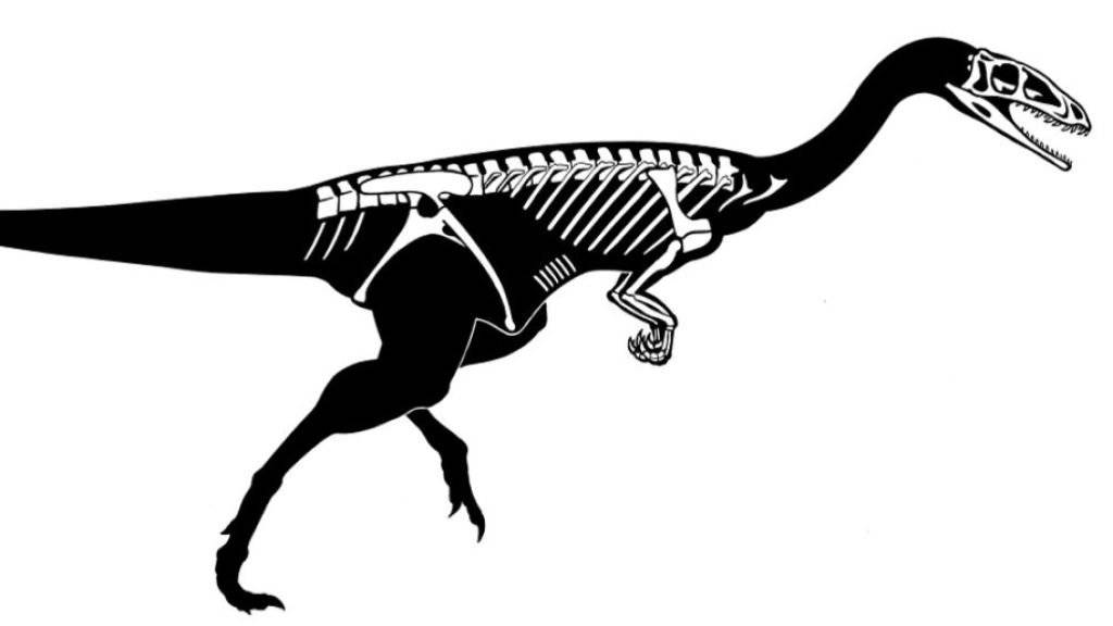 Die Abbildung zeigt die erhaltenen Skelettelemente des Raubdinosauriers, den Forschende in Frick AG gefunden haben.