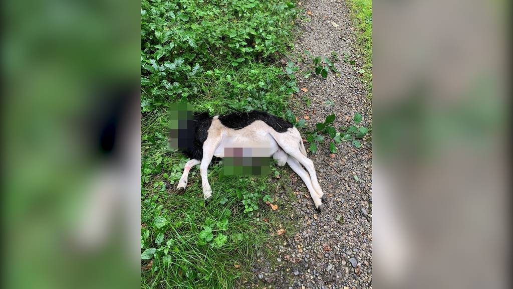 Rätsel um enthauptete Ziege in Hochfelden gelöst