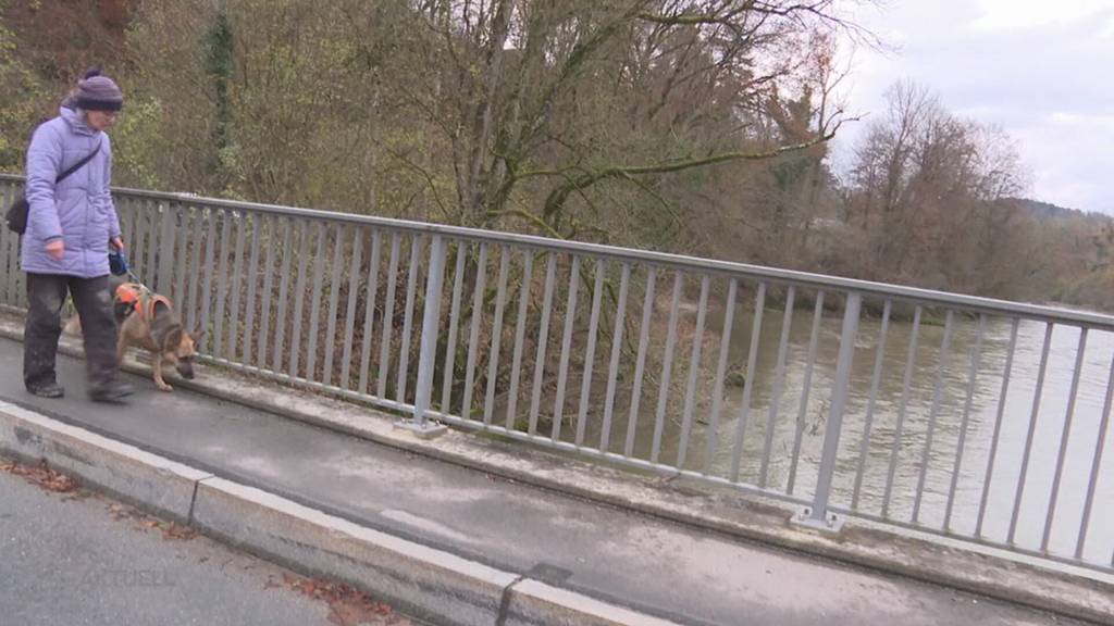 Verzweifelt gesucht: Schäferhündin büxt aus und rennt bei Mägenwil auf die Autobahn