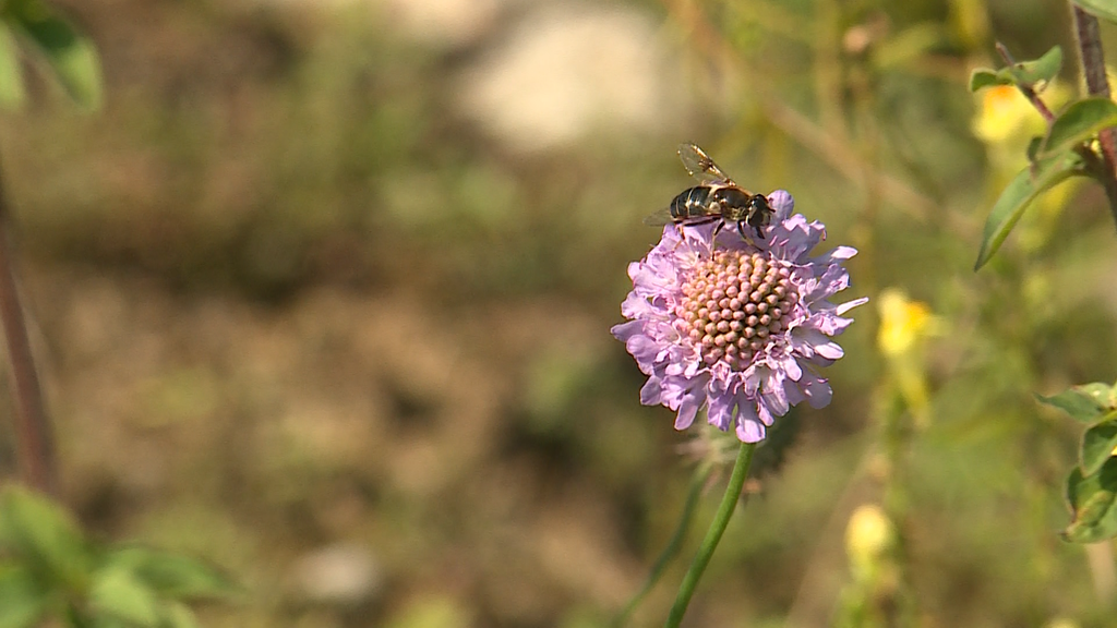 Projekt «Mehr als Bienen»