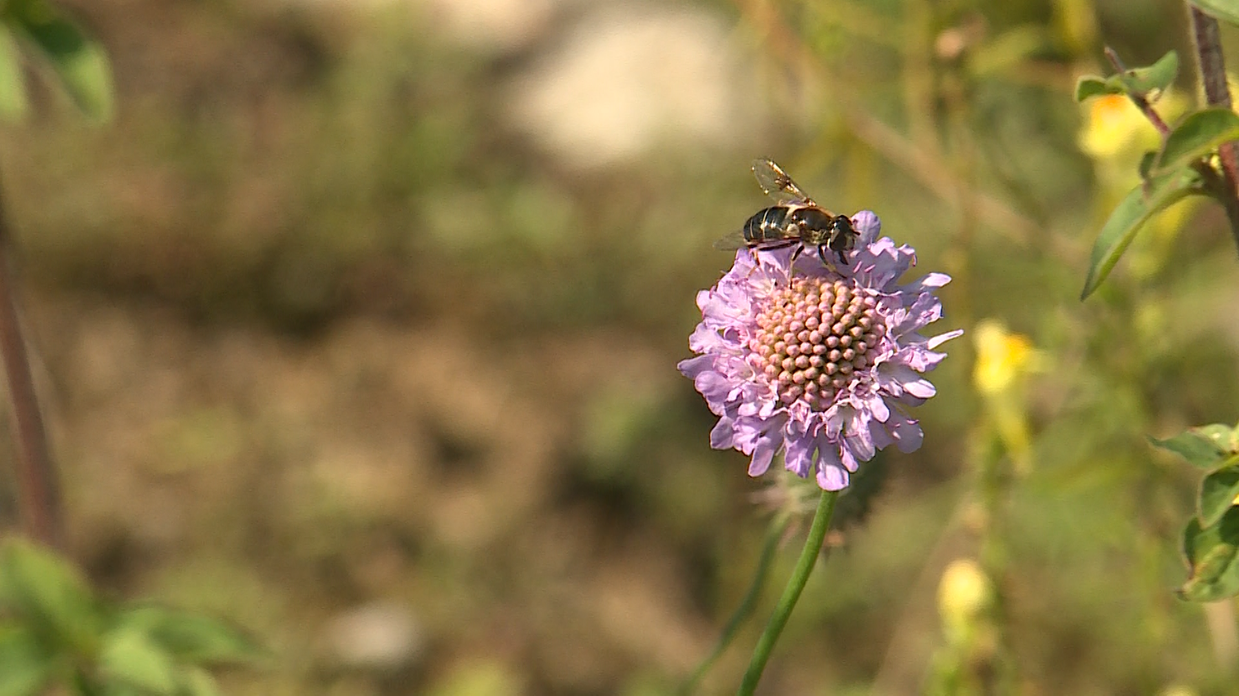 Projekt «Mehr als Bienen»