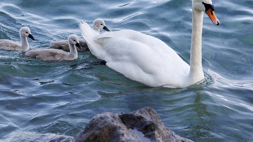 In Kleinandelfingen ZH wurde vor wenigen Tagen ein toter Höckerschwan positiv auf das Vogelgrippe-Virus getestet. Der Kanton Zürich hat für das Gebiet deshalb Schutzmassnahmen erlassen. (Symbolbild)