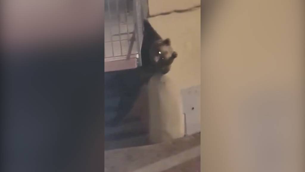 Bär klettert auf Balkon im ersten Stock
