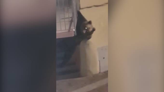 In Italien klettert ein Bär auf einen Balkon
