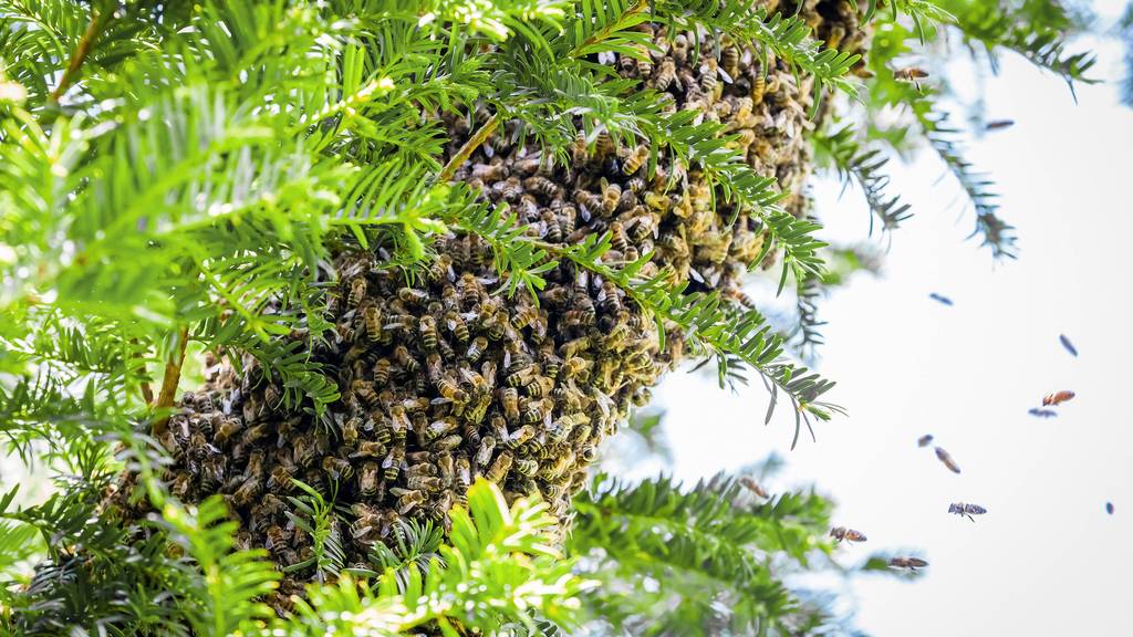 Herrenlose Bienen im Garten? Das musst du tun