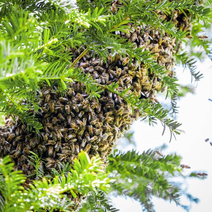 Herrenlose Bienen im Garten? Das musst du tun