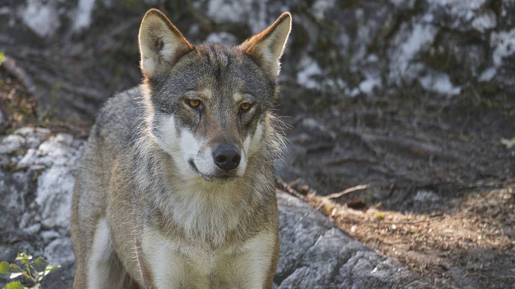Jäger schiesst Wolf in Klosters ab