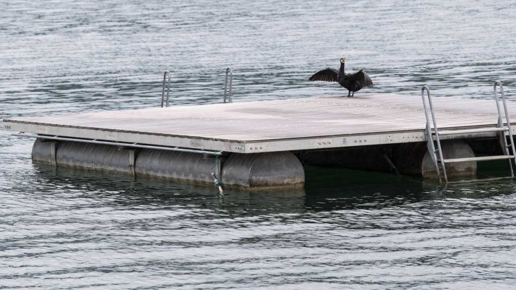 Wirksamere Massnahmen gegen den Kormoran am Bodensee in Sicht