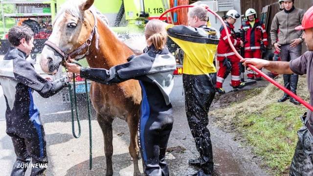 Pferd in Gülleloch gefallen