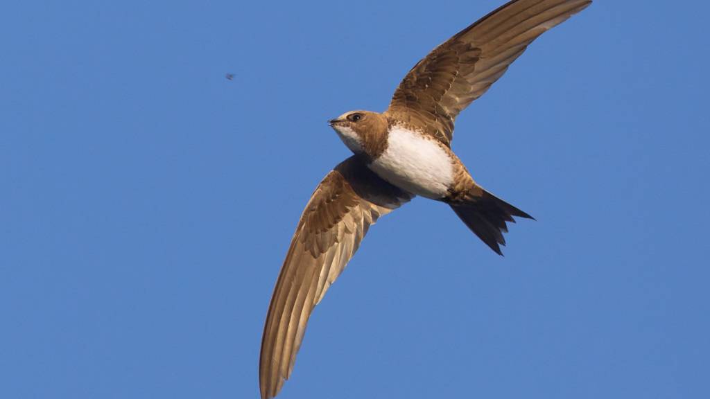 Ähnelt einem kleinen Falken: Der Alpensegler erreicht sein tropisches Winterquartier in Windeseile.