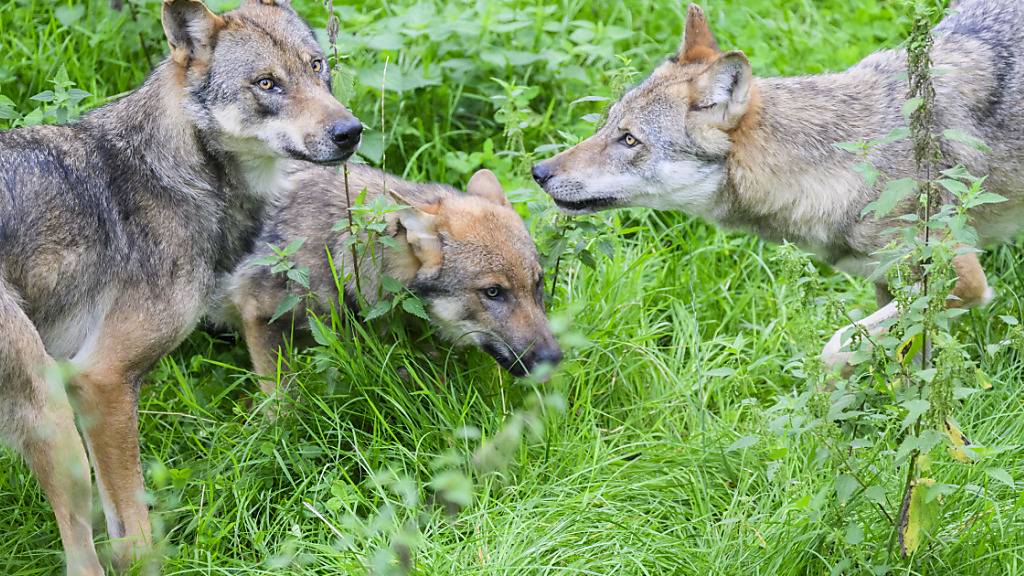 Kanton St. Gallen will Welpen aus dem Gamserrugg-Rudel abschiessen