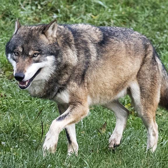 Wölfe verletzen trächtiges Rind – Kanton rechnet mit weiteren Rissen
