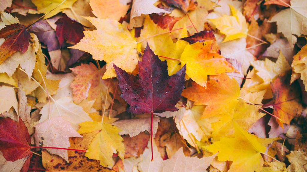 Herbstblätter
