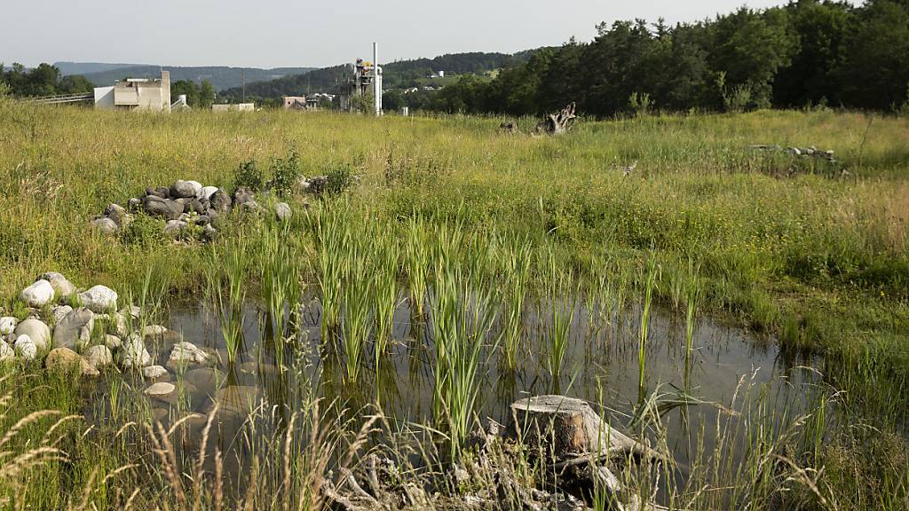 Neuer DNA-Detektor spürt Amphibien in Wasserproben auf