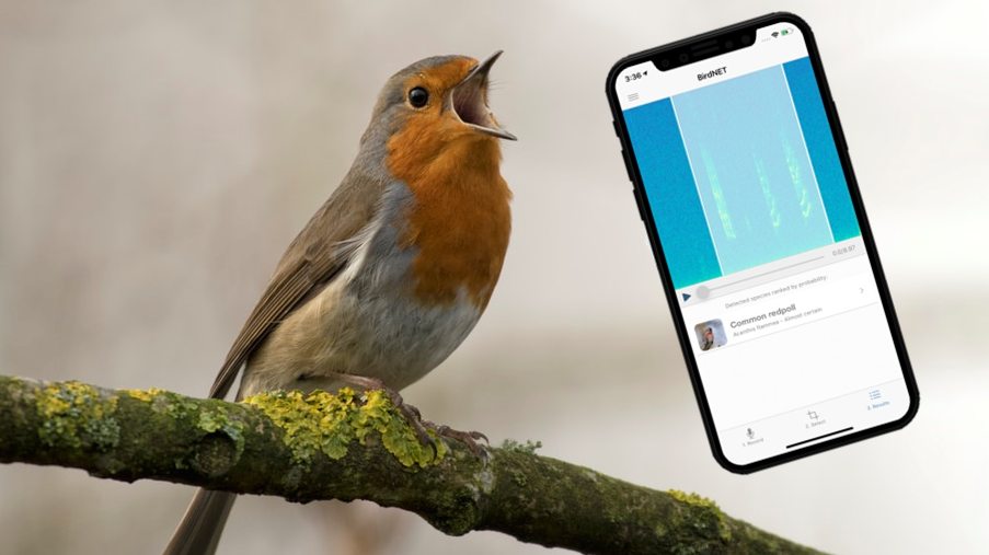 Diese App erkennt Vogelgezwitscher