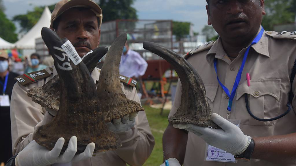 Als Zeichen gegen den illegalen Handel mit Nashorn-Hörnern haben indische Behörden 2489 alte Hörner verbrennen lassen. Damit machte die Regierung am Weltnashorntag am 22.09.2021 auf die Notwendigkeit aufmerksam, die bedrohte Tierart zu schützen. Foto: Dasarath Deka/ZUMA Press Wire/dpa