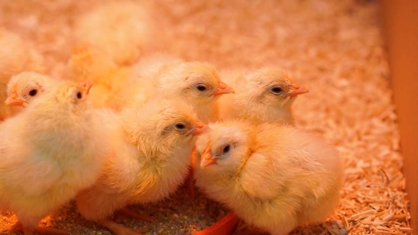 Beobachte die Osterbibeli im Livestream