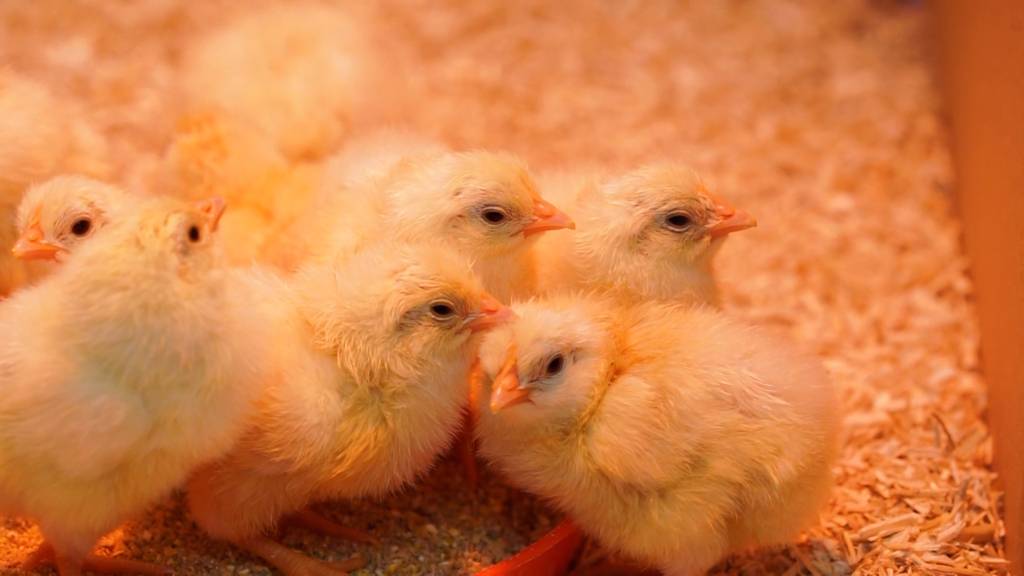 Beobachte die Osterbibeli im Livestream